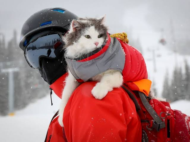 Gary the Cat perched on a skier's shoulder in the snowy Rockies